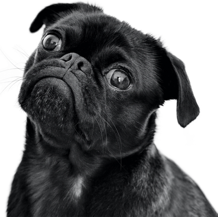 newsletter_dog_optimized Simparica 20 a 40kg 80 mg