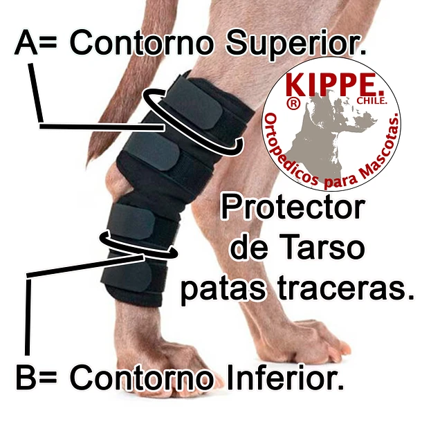 610 (1) Protector de Tarso – Kippe