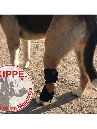 Protector de Tarso – Kippe