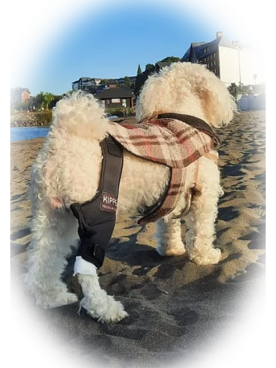 Protector de Rodilla – Kippe