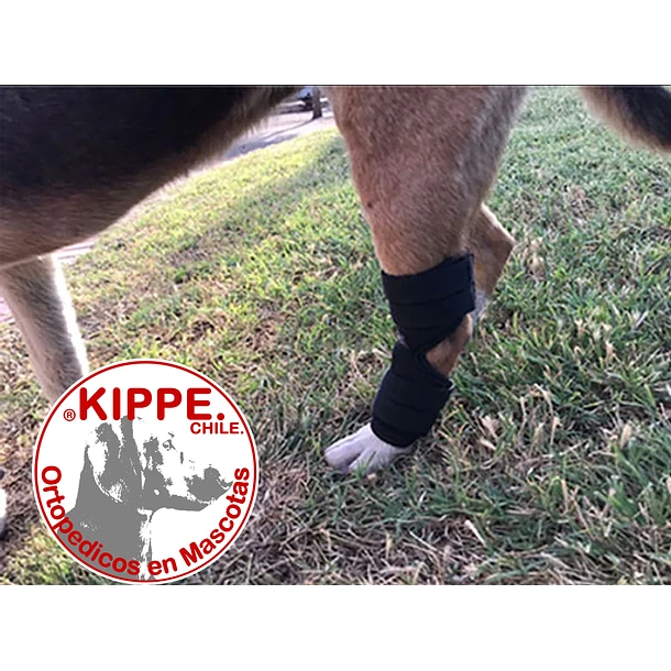 610 (6) Protector de Tarso – Kippe